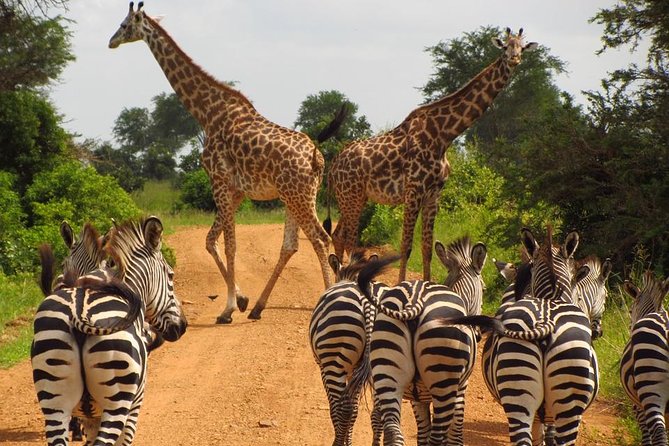 3-Day Safari Tour to Tarangire National Park, Lake Manyara National Park and Ngorongoro Crater from Arusha - Timing, group size, and who will enjoy this most