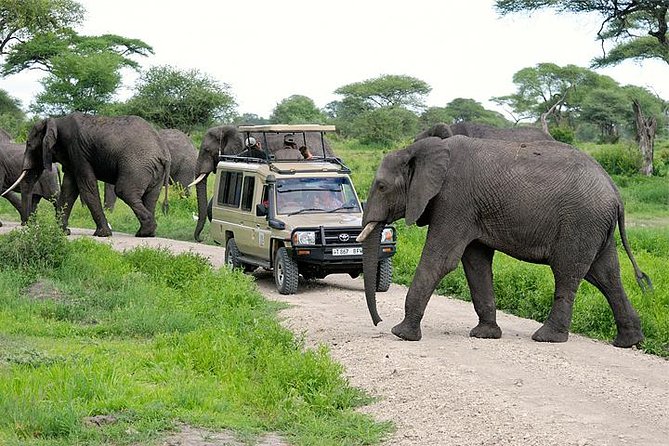 3-Day Safari Tour to Tarangire National Park, Lake Manyara National Park and Ngorongoro Crater from Arusha - Day 1: Tarangire’s elephants and broad open country