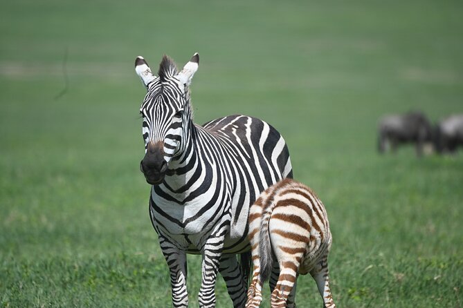 3 Day Sharing Safari - Manyara, Ngorongoro Crater and Tarangire National Parks - Transport, Group Size, and Daily Comfort