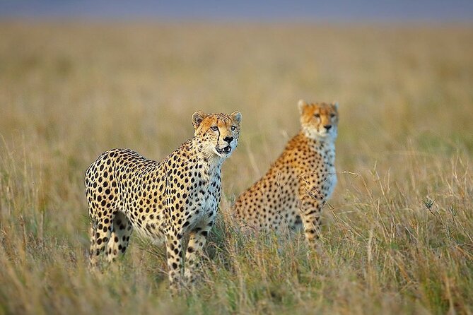 3 Day Sharing Safari - Manyara, Ngorongoro Crater and Tarangire National Parks - Day Two: Entering Ngorongoro Crater