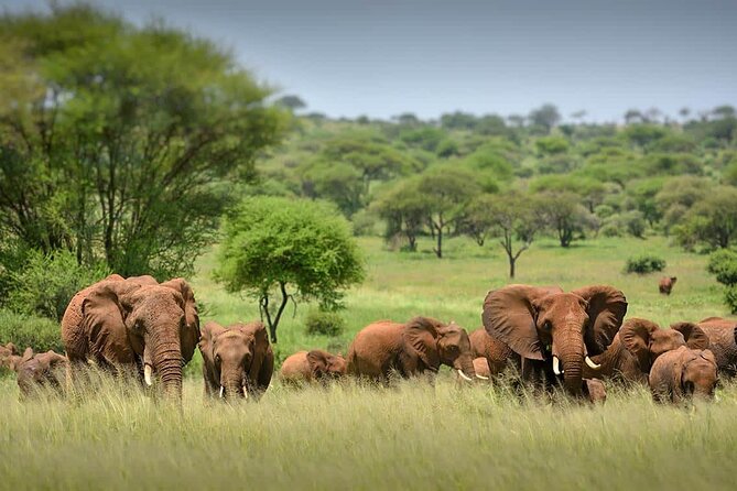 3 Day Tanzania Serengeti & Ngorongoro Crater Safari - Day two: a full day in the Serengeti