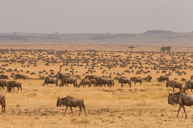 3 Day Tanzania Serengeti & Ngorongoro Crater Safari - Booking advice and cancellation terms