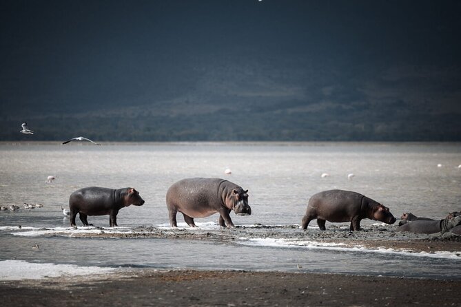 3 Day Tanzania Serengeti & Ngorongoro Crater Safari - Day one: Arusha to the central Serengeti