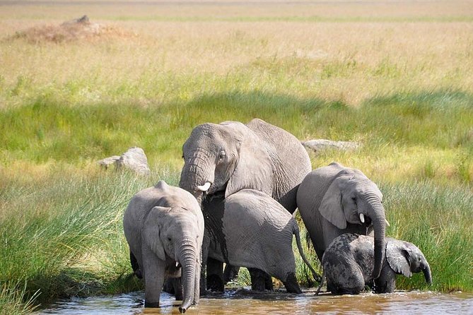3 Day: Tarangire, Ngorongoro Crater and Lake Manyara N.P - Tarangire: baobabs, elephants, and a seven-hour opening day