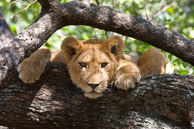 3 Day: Tarangire, Ngorongoro Crater and Lake Manyara N.P - Ngorongoro Crater: a compact wildlife world below the rim