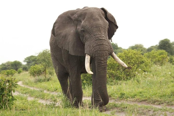 3-Day Tarangire, Ngorongoro Crater, Manyara Park - Day two: the Ngorongoro Crater showpiece