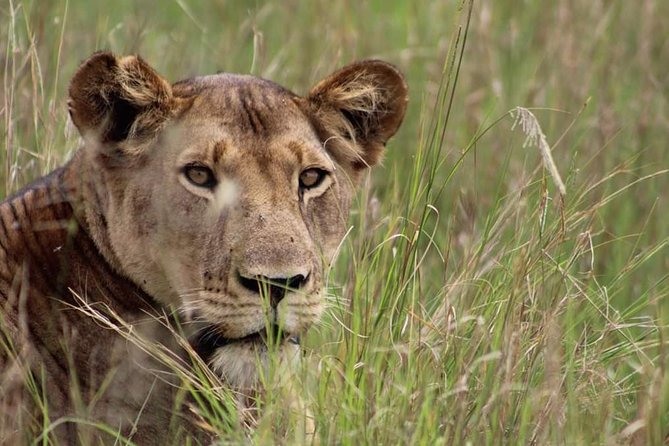 3-Day Tarangire NP, Manyara NP & Ngorongoro Crater - Three parks, one compact northern Tanzania safari