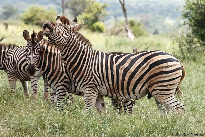 3-Day Tarangire NP, Manyara NP & Ngorongoro Crater - Comfort, timing, and small details that matter