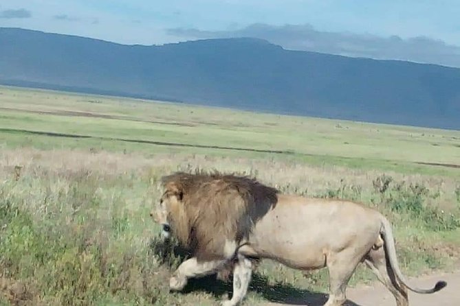 3-Day Tarangire NP, Manyara NP & Ngorongoro Crater - Day two: Ngorongoro Crater and the best chance at concentrated wildlife
