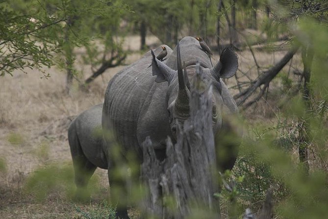 3-Day Taste of Tanzania Safari (Tarangire National park and Ngorongoro Crater) - Why the guide can make or break a short safari
