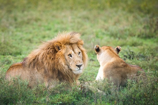 3-Day Taste of Tanzania Safari (Tarangire National park and Ngorongoro Crater) - What the $900 price includes, and what it does not