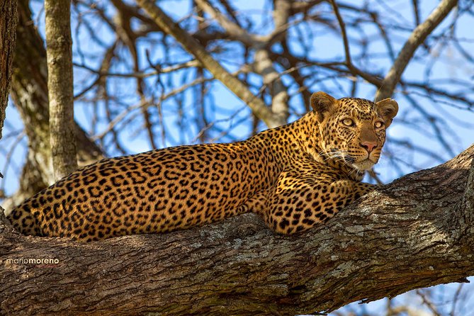 3-Day Taste of Tanzania Safari (Tarangire National park and Ngorongoro Crater) - Who should book this safari