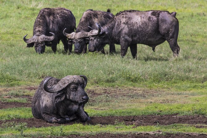 3 Day tour Tarangire, Ngorongoro crater & Lake Manyara - Key points before you book