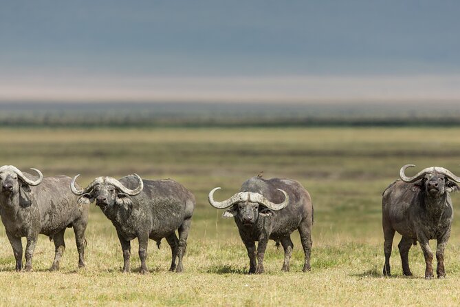 3 Day tour Tarangire, Ngorongoro crater & Lake Manyara - Day 3: Lake Manyara’s forest and alkaline lake