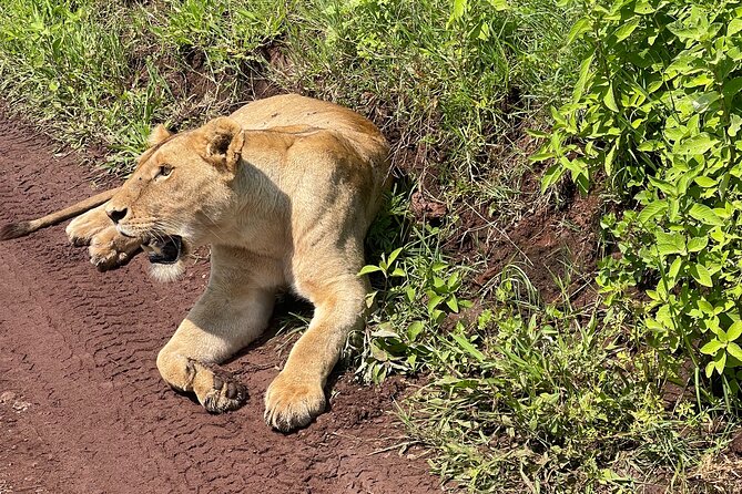 3 Day tour Tarangire, Ngorongoro crater & Lake Manyara - Meals and what to pack