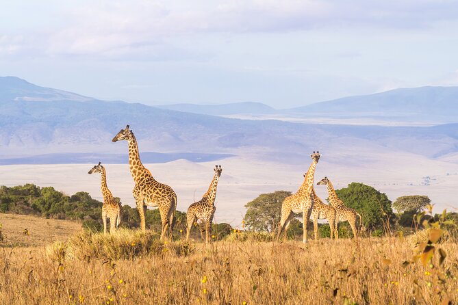 3 Day tour Tarangire, Ngorongoro crater & Lake Manyara - Who will enjoy this safari most