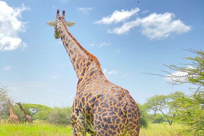 3-Days Arusha National Park-Tarangire park - Ngorongoro Crater - Three parks in three days from Arusha