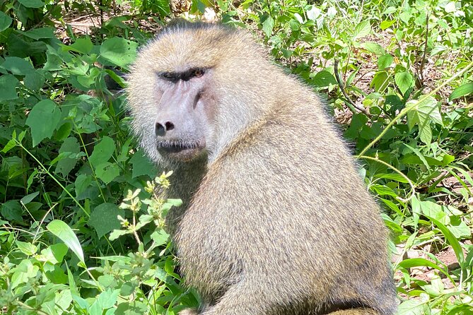 3-Days Arusha National Park-Tarangire park - Ngorongoro Crater - Ngorongoro Crater: a dramatic final game drive