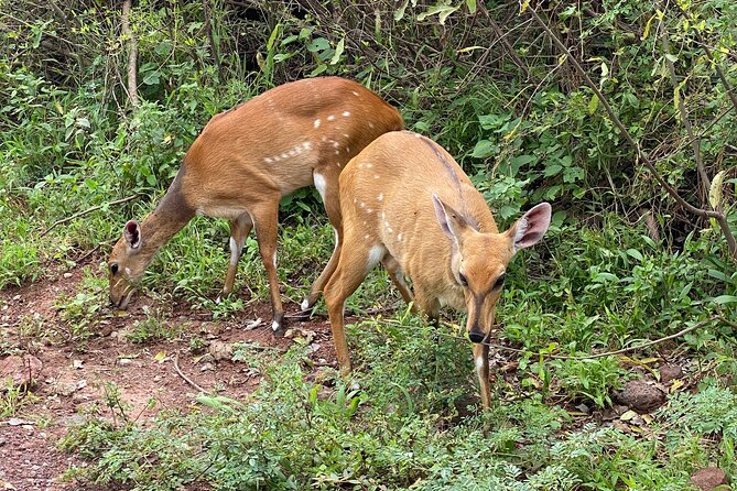 3-Days Arusha National Park-Tarangire park - Ngorongoro Crater - A small group, an early start, and the practical details