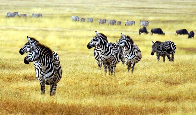 3-Days Arusha National Park-Tarangire park - Ngorongoro Crater - Who will enjoy this safari most?