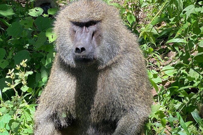 3-Days Arusha National Park-Tarangire park - Ngorongoro Crater - Should you book the Arusha, Tarangire, and Ngorongoro safari?