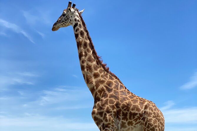 3-Days Arusha National Park-Tarangire park - Ngorongoro Crater - Tarangire: six hours among elephants and baobabs