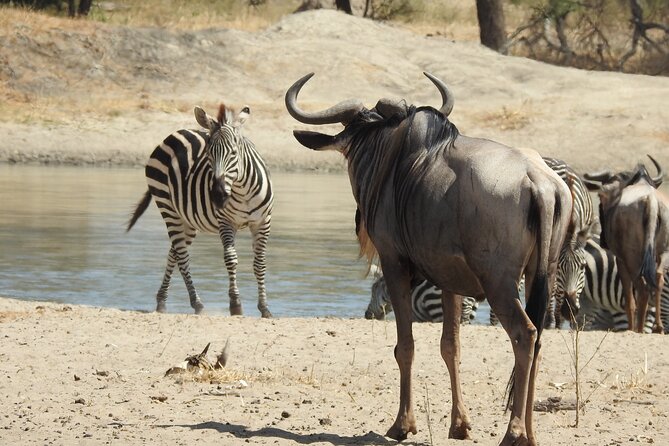 3 Days Budget Camping Safari to Serengeti and Ngorongoro Crater - Key things to know before booking