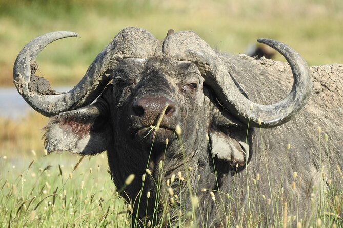 3 Days Budget Camping Safari to Serengeti and Ngorongoro Crater - From Arusha to the Serengeti in one long day