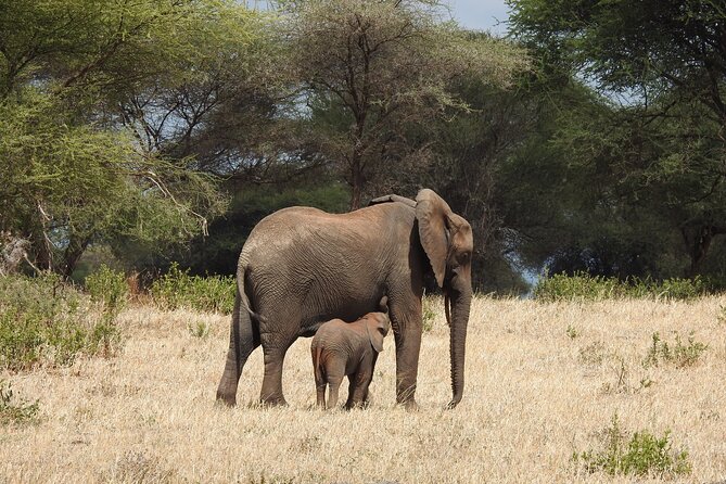 3 Days Budget Camping Safari to Serengeti and Ngorongoro Crater - The Ngorongoro Crater floor on day three