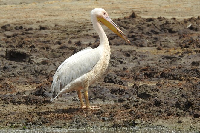 3 Days Budget Camping Safari to Serengeti and Ngorongoro Crater - The guide, cook, and practical comfort