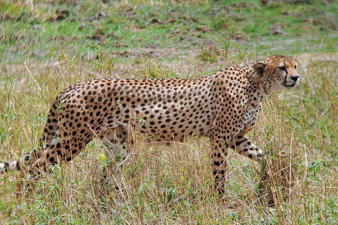 3 Days Budget Camping Safari to Serengeti and Ngorongoro Crater - Is $1,711 good value?