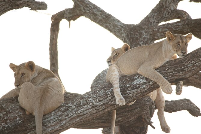 3 Days Budget Camping Safari to Serengeti and Ngorongoro Crater - Why the Serengeti deserves the second day