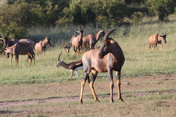 3 Days Camping Safari Tarangire, Lake Manyara and Ngorongoro Crater - Why the three-park route works