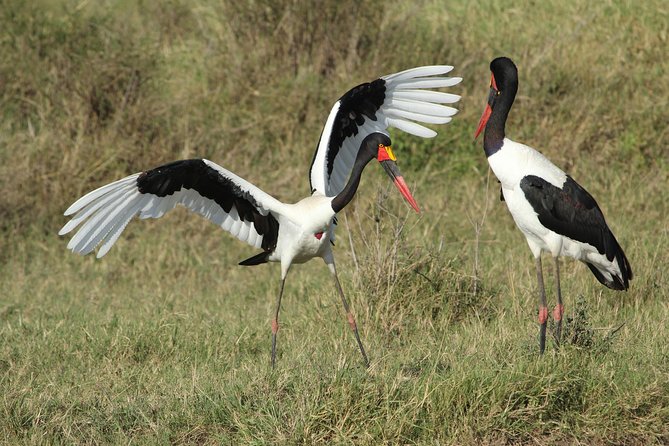 3 Days Camping Safari Tarangire, Lake Manyara and Ngorongoro Crater - The guide can shape the whole experience