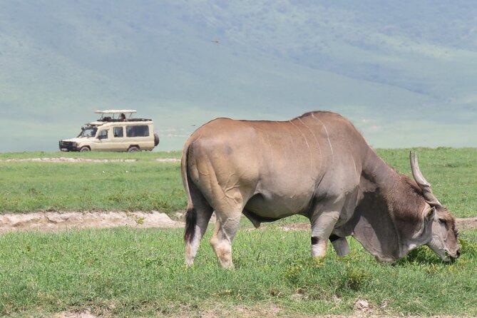 3 Days Exploring Serengeti & Ngorongoro Crater from Arusha - Key points to know before booking
