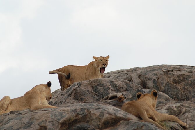 3 Days Exploring Serengeti & Ngorongoro Crater from Arusha - Day 1: From Arusha toward the Serengeti plains