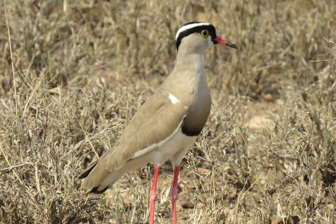 3 Days Exploring Serengeti & Ngorongoro Crater from Arusha - Guides, vehicles, and the feel of a private safari