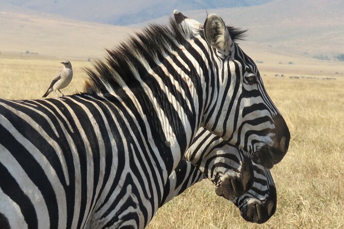 3 Days Exploring Serengeti & Ngorongoro Crater from Arusha - Who should book this three-day safari
