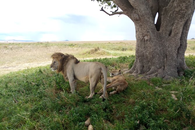 3 Days Exploring Serengeti & Ngorongoro Crater from Arusha - Day 2: A full Serengeti game-drive day