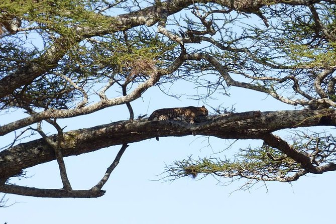 3 Days Lake Manyara, Ngorogoro Crater, Tarangire National Park - Why this short safari works