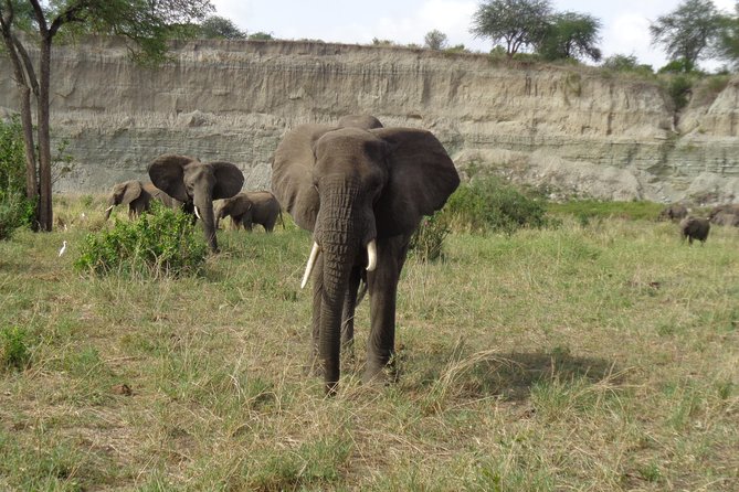 3 Days Lake Manyara, Ngorogoro Crater, Tarangire National Park - Day two: the Ngorongoro Crater day