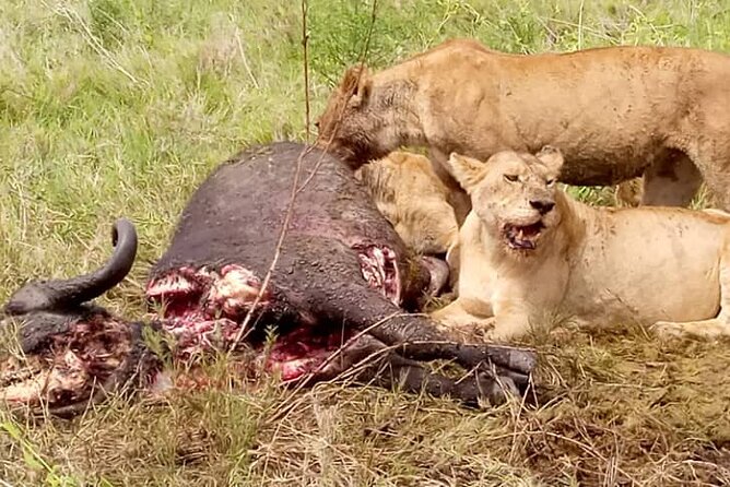 3 Days Lake Manyara, Ngorogoro Crater, Tarangire National Park - The guide, vehicle, and group size