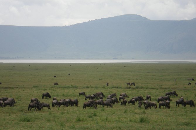 3 Days Lake Manyara, Ngorogoro Crater, Tarangire National Park - Day one: elephants and baobabs in Tarangire