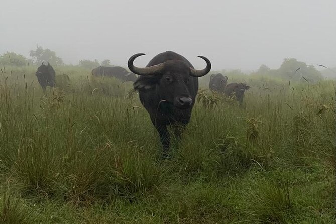 3 Days Lake Manyara, Tarangire, Ngorongoro Crater group (Camping) - Guides, Communication, and Service