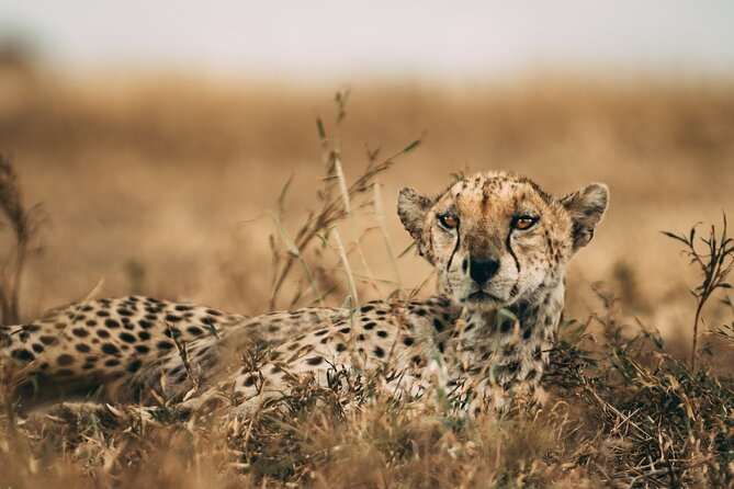 3-Days Lodge Safari in Tarangire, Ngorongoro Crater & Lake Manyara - Why this three-park route works