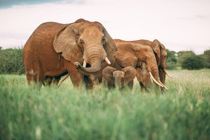 3-Days Lodge Safari in Tarangire, Ngorongoro Crater & Lake Manyara - Day two: the Ngorongoro Crater from rim to floor