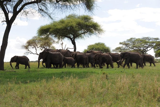3 Days of Camping Bliss in Serengeti and Ngorongoro Crater - What this safari is really like