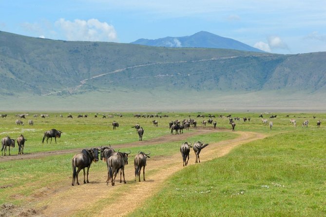 3 Days of Camping Bliss in Serengeti and Ngorongoro Crater - Camping, meals, and comfort in the bush