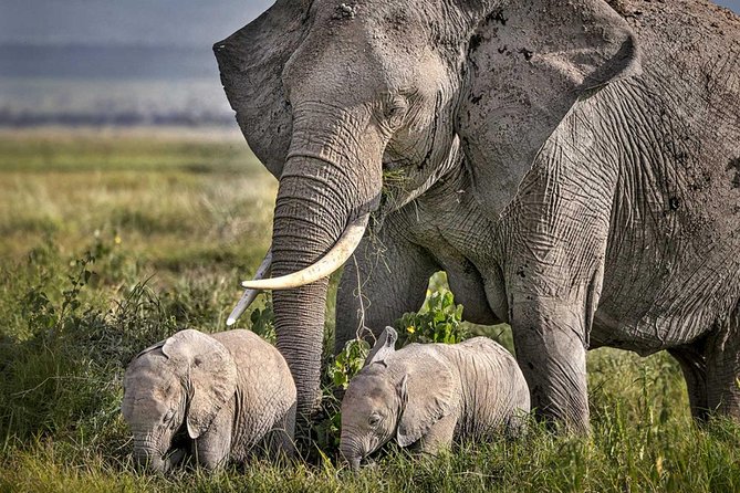 3 Days of Camping Bliss in Serengeti and Ngorongoro Crater - The $840 price and what it covers