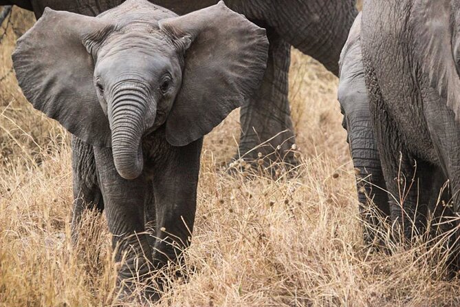 3 Days Private Budget Safari to Tarangire and Ngorongoro Crater - Why this short safari works well